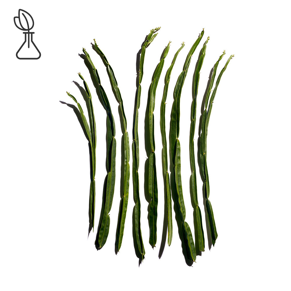 Baccharis-Estratto di Baccharis-Baccharis genistelloides extract