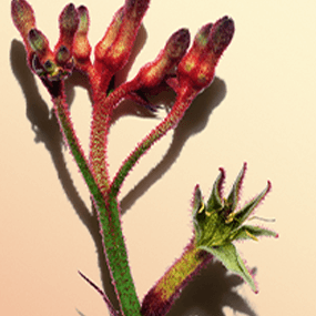 Fiore Canguro