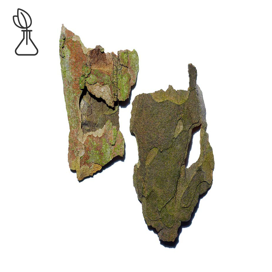 Platano-Estratto di platano-Platanus occidentalis bark extract