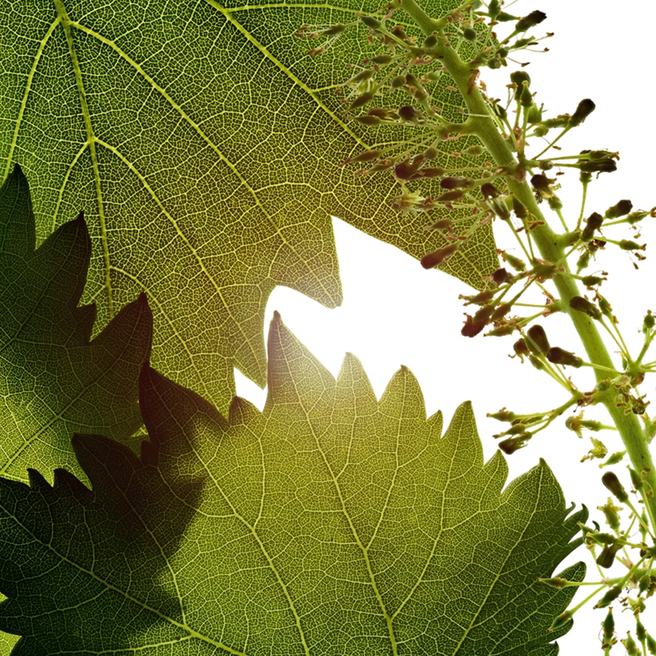 Vite-Estratto di cellule di fiore della vite-Vitis vinifera (grape) flower cell extract