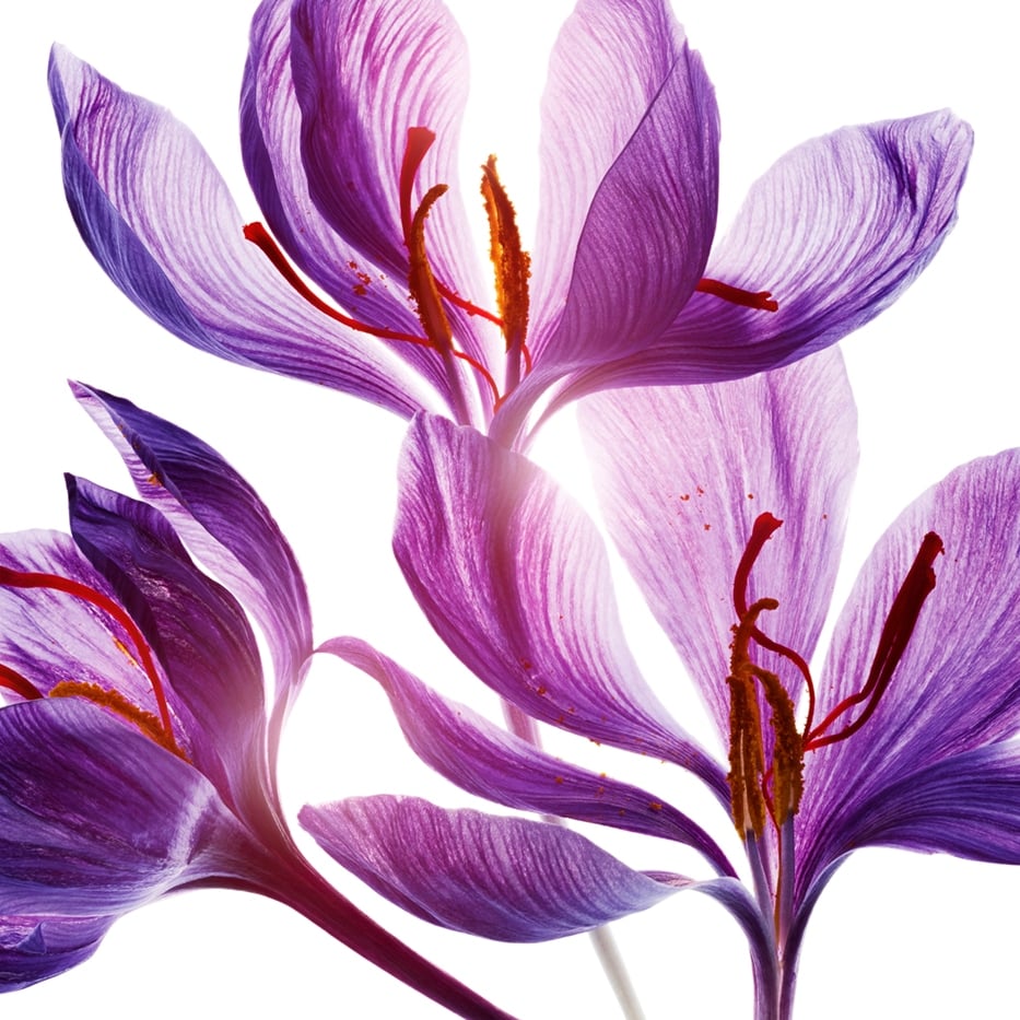 Crocus-Polifenoli del fiore di zafferano (pianta bio)-Crocus sativus flower extract