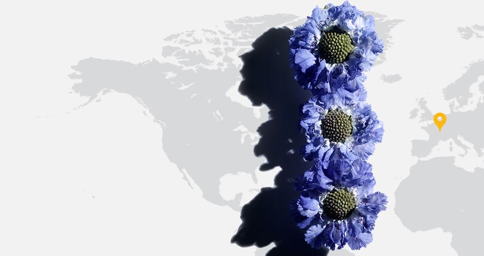 Scabiosa