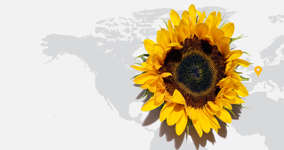 Girasole