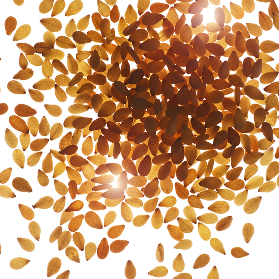 Sesamo-Olio di sesamo bio-Sesamum indicum (sesame) seed oil