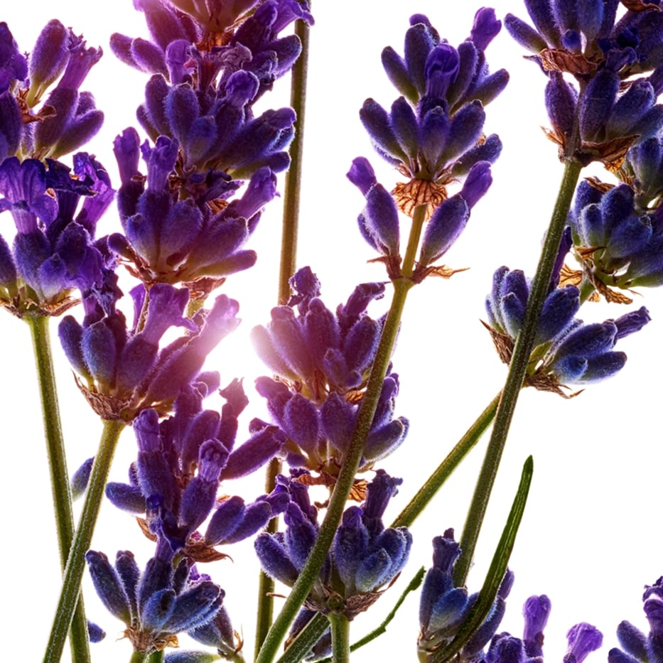 Lavanda-Olio essenziale di lavanda-Lavandula angustifolia (lavender) oil