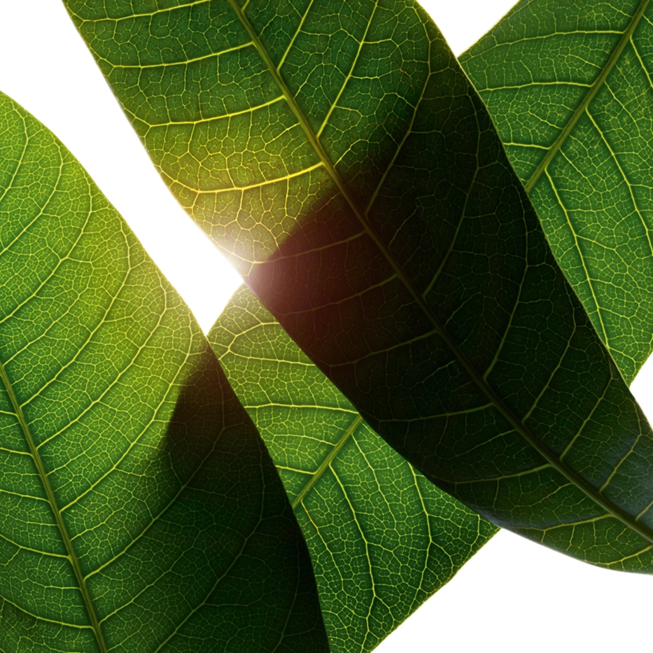 Mango-Estratto di foglia di mango bio-Mangifera indica (mango) leaf extract