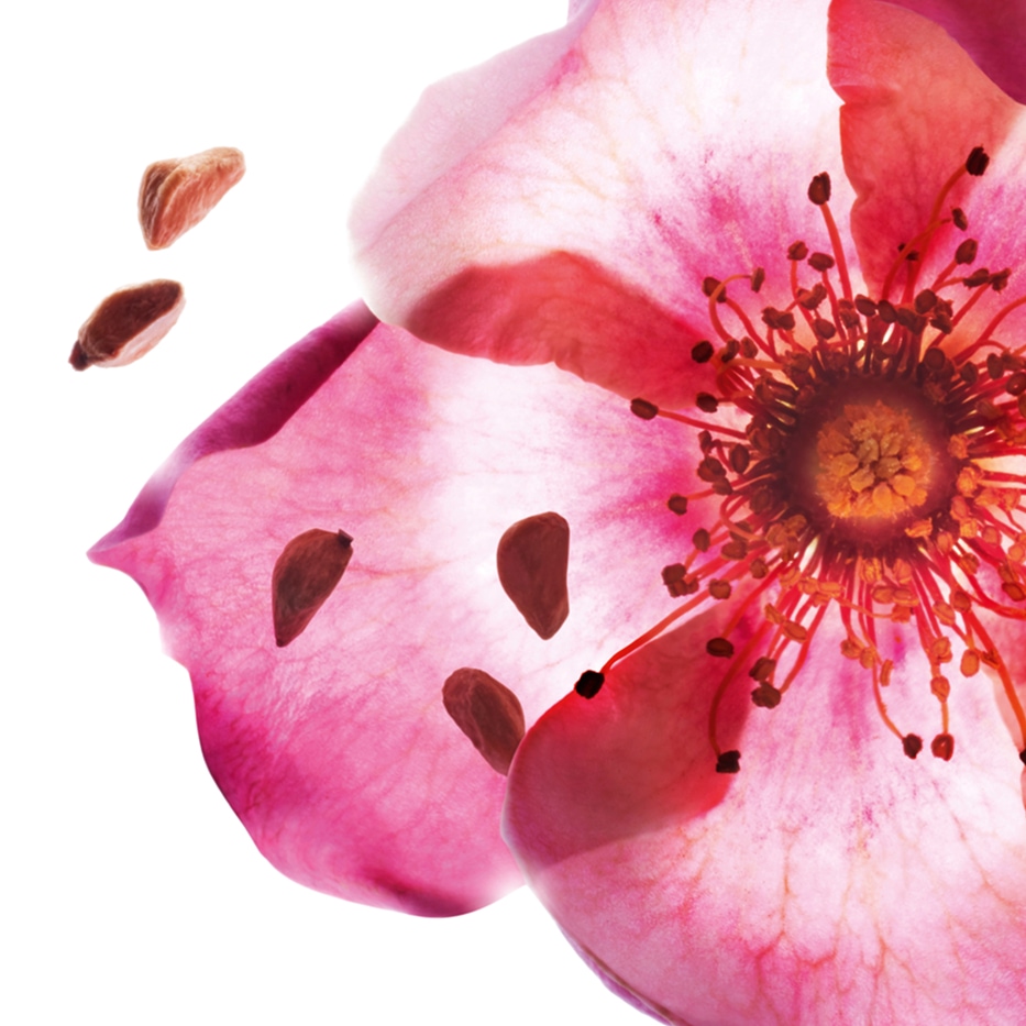 Rosa mosqueta-Olio di rosa rubiginosa bio-Rosa rubiginosa seed oil