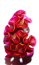 Celosia