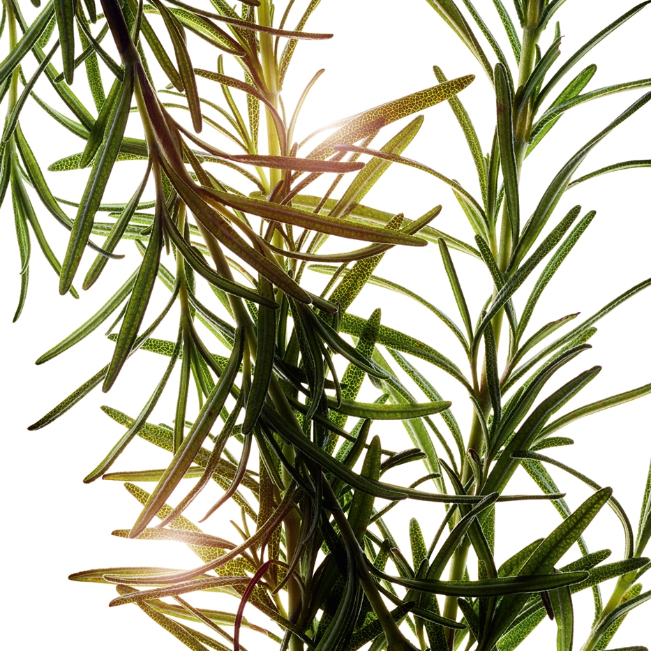 Rosmarino-Olio essenziale dirosmarino-Rosmarinus officinalis (rosemary) leaf oil