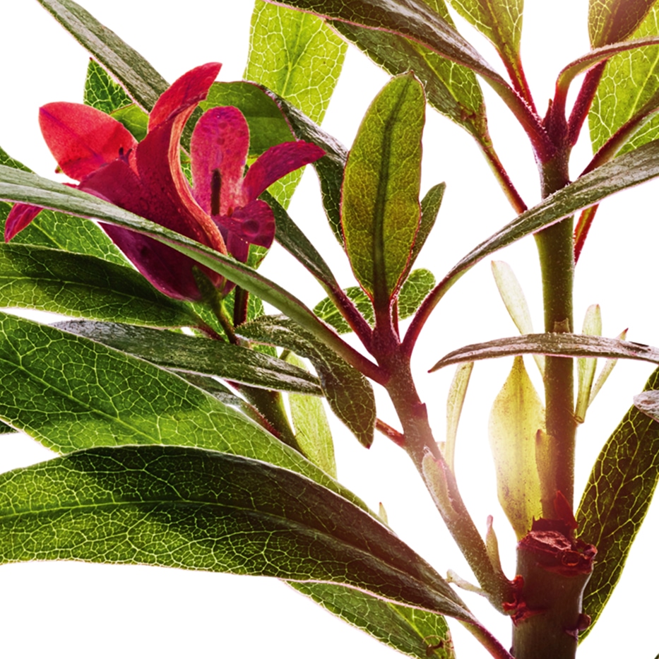 Rosa delle Alpi-Estratto di rosa delle Alpi-Rhododendron ferrugineum extract