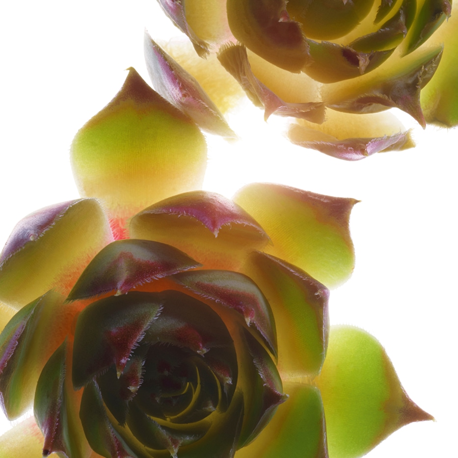 Semprevivo maggiore-Estratto di semprevivo maggiore bio-Sempervivum tectorum extract