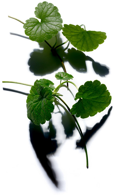 Ingrediente Centella asiatica