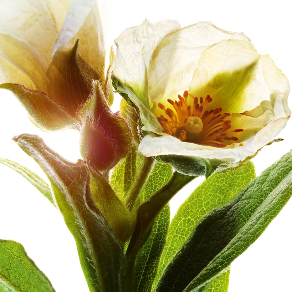 Cisto di Montpellier-Estratto di cisto di Montpellier bio-Cistus monspeliensis extract