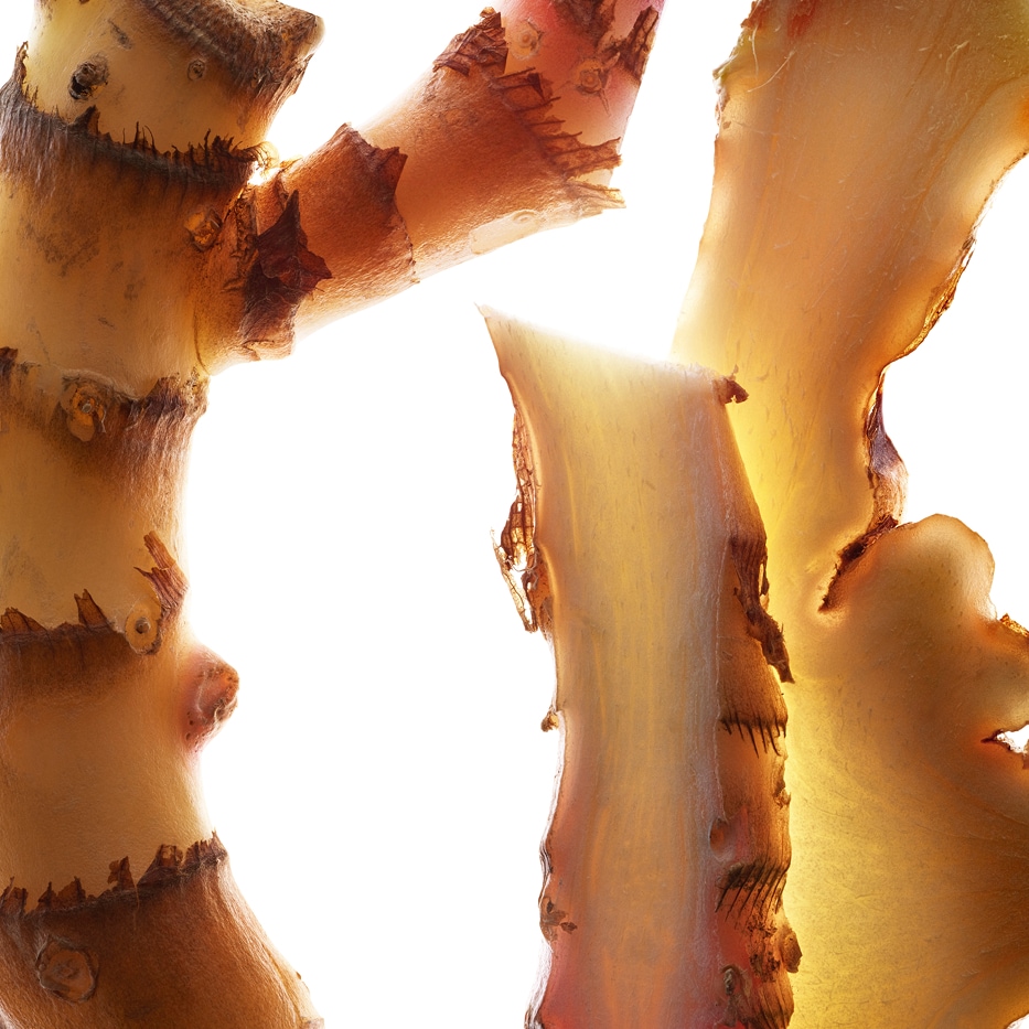 Zenzero giglio-estratto di zenzero giglio (pianta bio)-Hedychium coronarium root extract