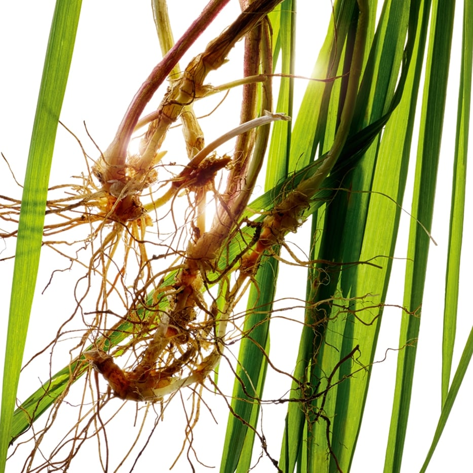 Agropyron-Estratto di agropyron bio-Agropyron repens root extract