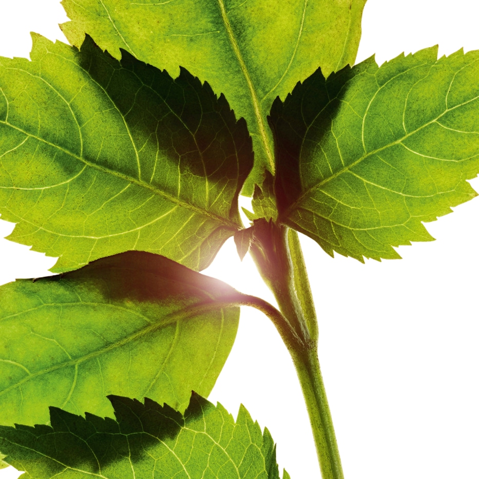 Patchouli-Olio essenziale di patchouli-Pogostemon cablin oil