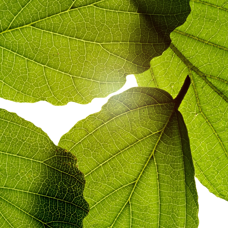 Amamelide-Estratto di amamelide-Hamamelis virginiana (witch hazel) leaf extract