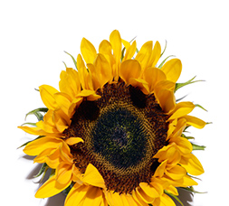 Girasole