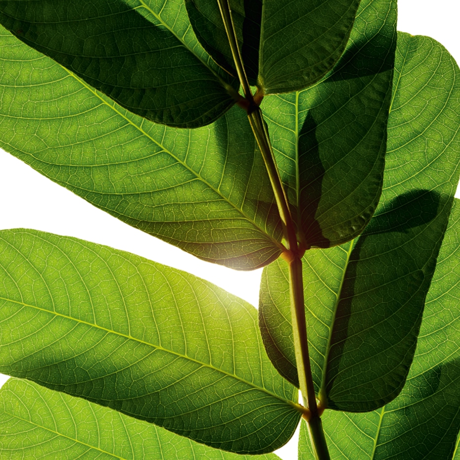 Spiga d’oro-Estratto di spiga d’oro-Cassia alata leaf extract