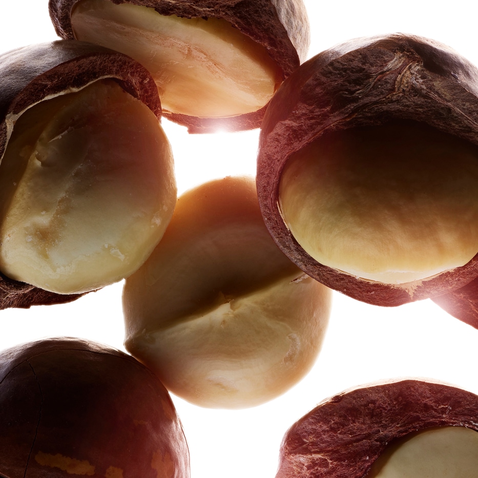 Albero di macadamia-Olio di macadamia bio-Macadamia ternifolia seed oil
