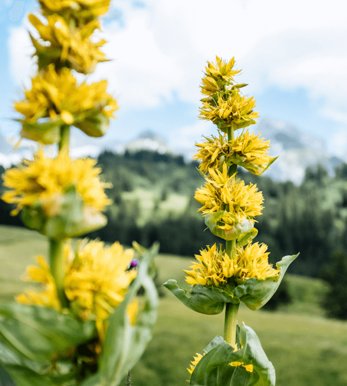 Genziana