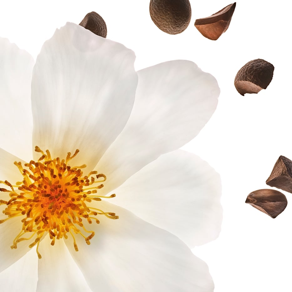 Camelia-Olio di Camelia bio-Camellia oleifera seed oil