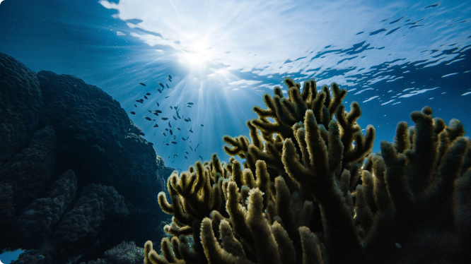 Ci impegniamo a proteggere gli oceani