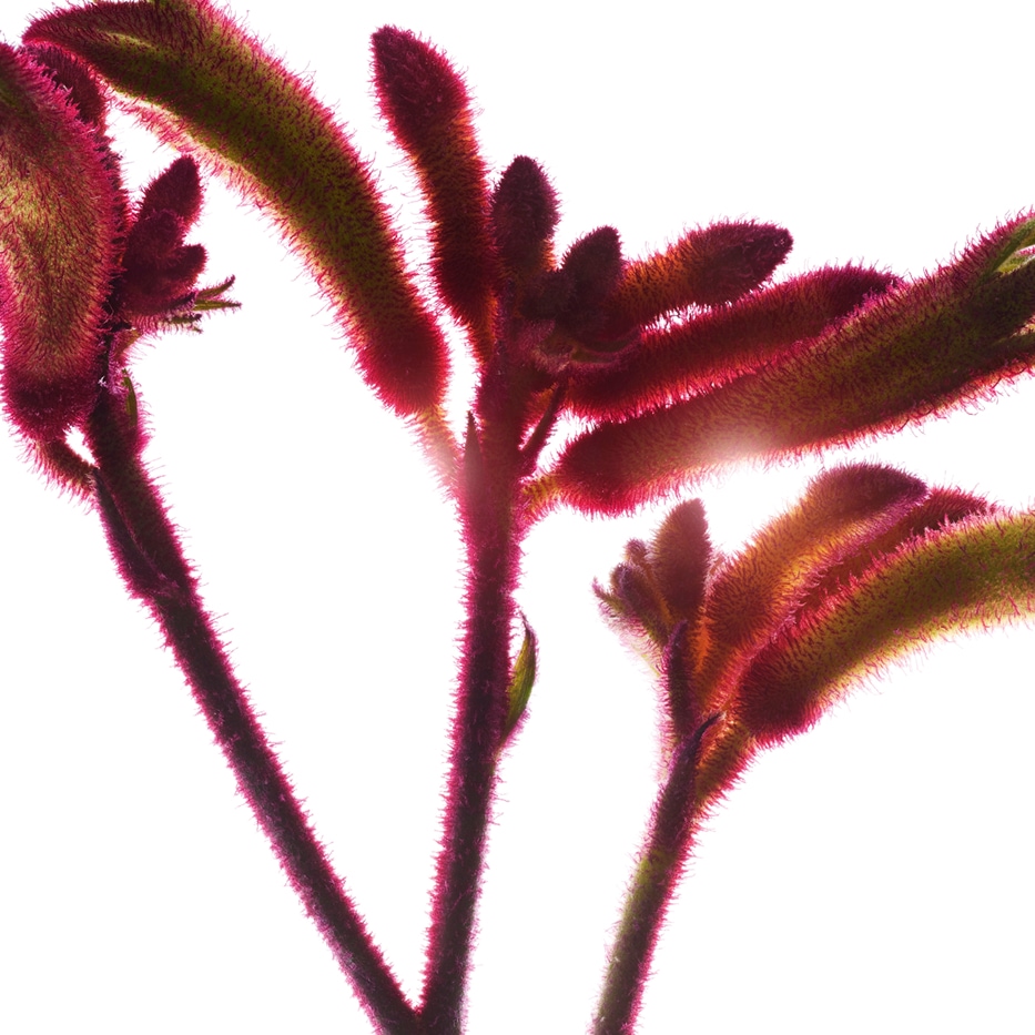 Fiore canguro-Estratto di fiore canguro bio-Anigozanthos flavidus extract