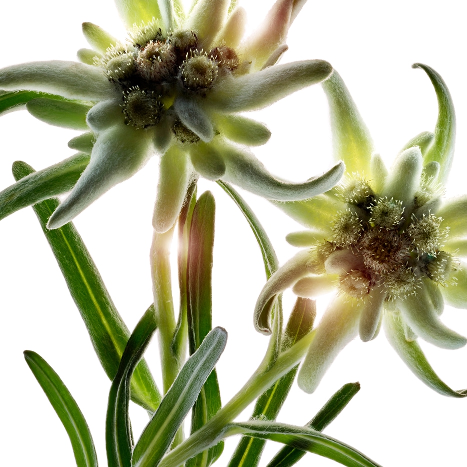 Edelweiss-Estratto di edelweiss bio-Leontopodium alpinum extract