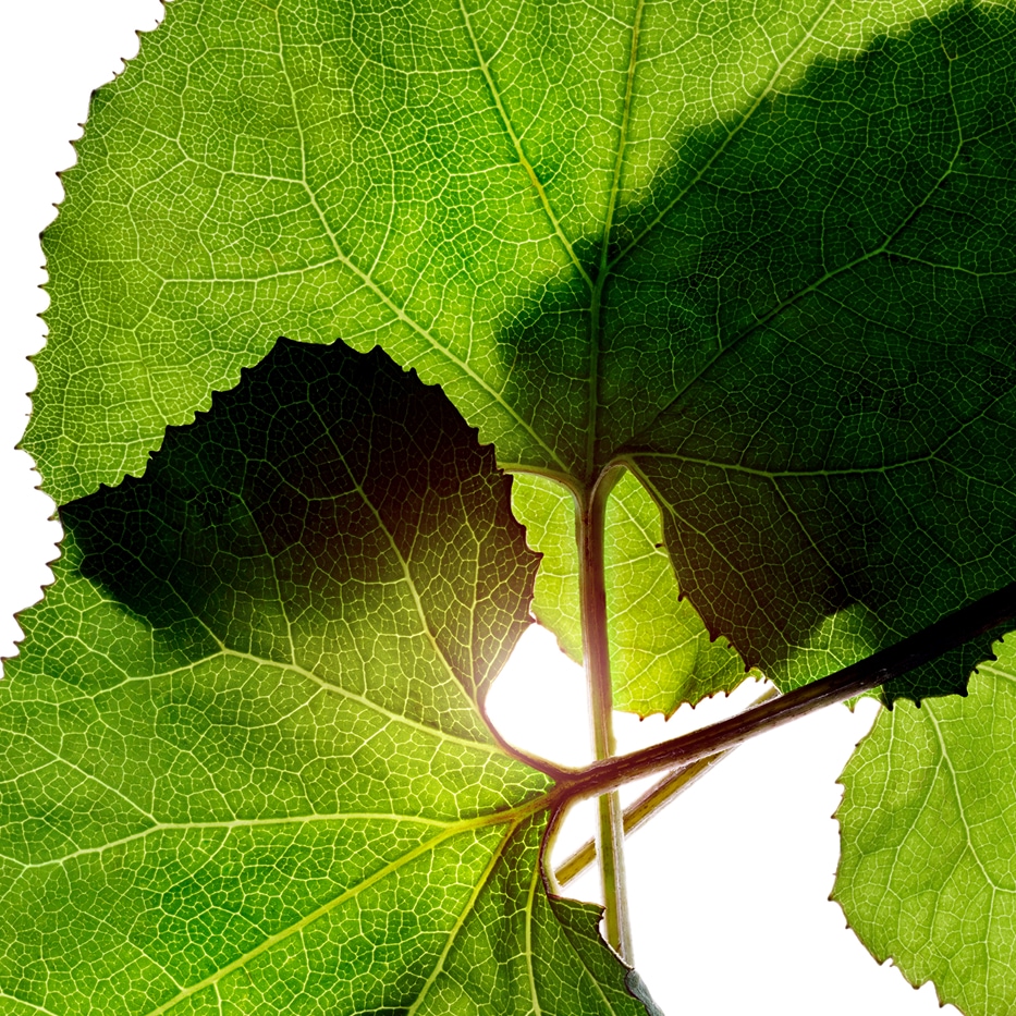 Petasites-Estratto di petasites bio-Petasites hybridus leaf extract