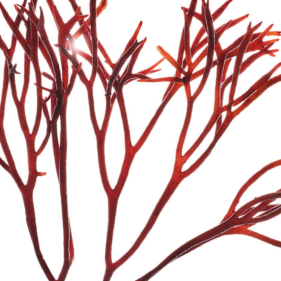 Furcellaria-Estratto di furcellaria-Furcellaria lumbricalis extract