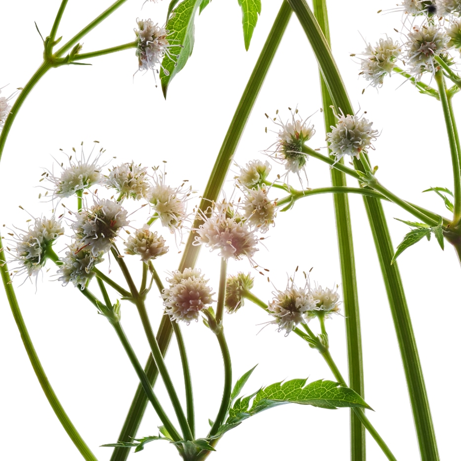 Sanicola-Estratto di sanicola bio-Sanicula europaea extract