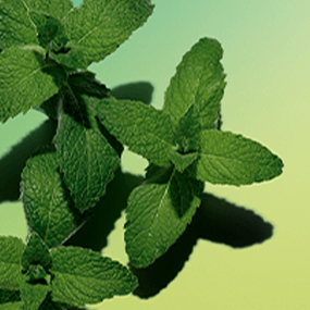 Mentha arvensis