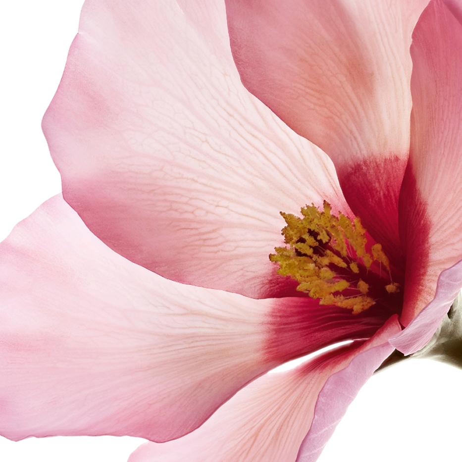 Hibiscus sabdariffa-Acidi del fiore di hibiscus sabdariffa-Hibiscus sabdariffa flower extract