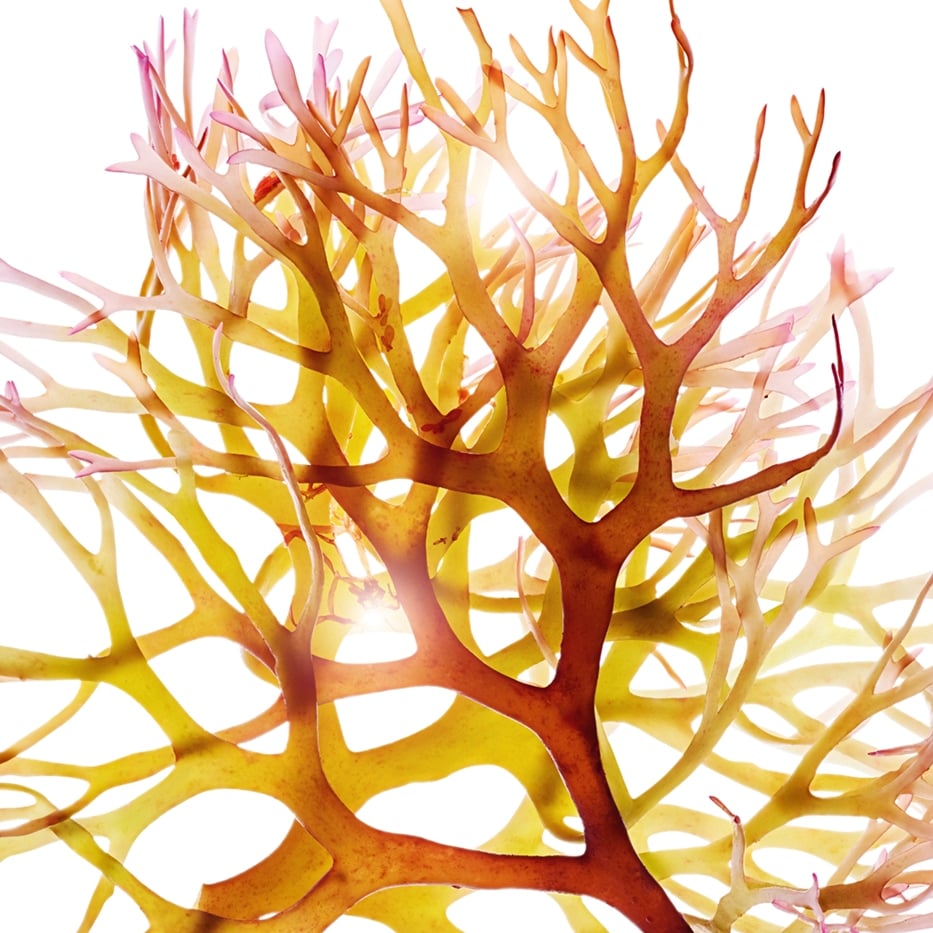 Muschio d’Irlanda-Estratto di muschio d’Irlanda-Chondrus crispus (carrageenan) extract