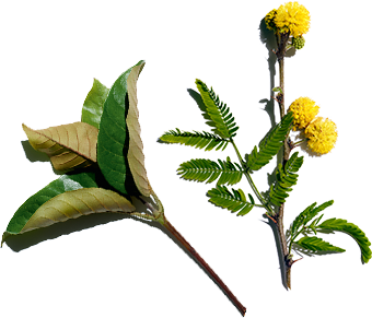 Harungana and Fiore di gaggia