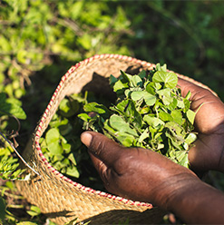 Ingrediente Centella asiatica