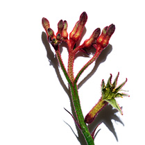 Anigozanthos (Zampa di canguro)