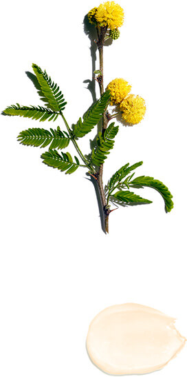 Fiore di gaggia