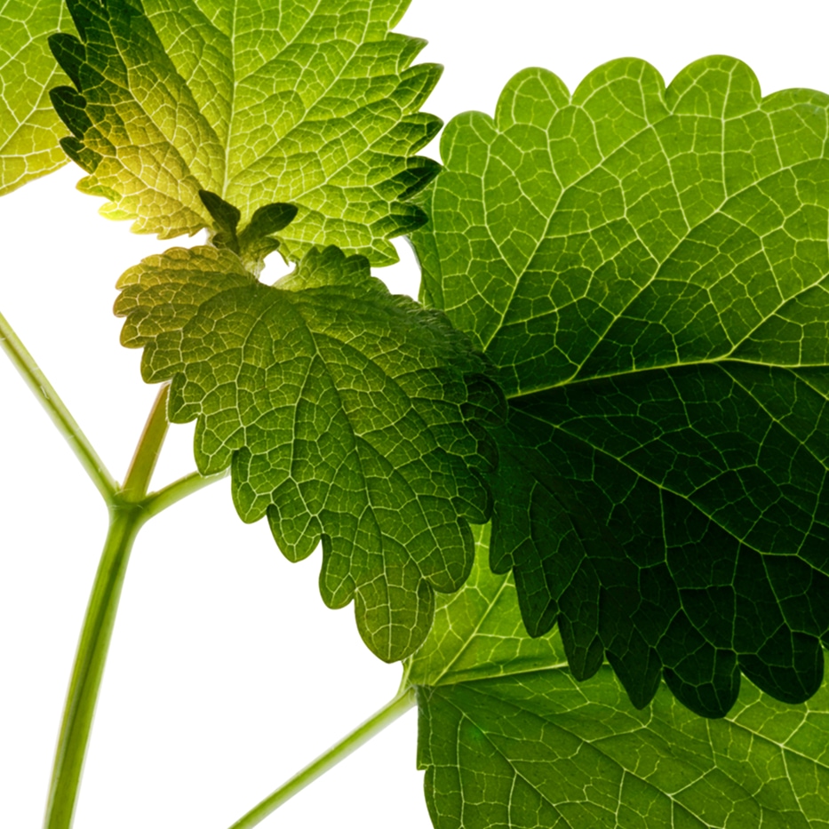 Melissa-Estratto di melissa bio-Melissa officinalis leaf extract