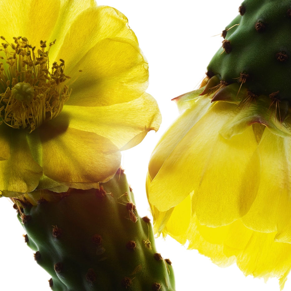 Fico d’India-Estratto di fico d’India-Hydrolyzed opuntia ficus-indica flower extract