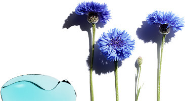 Fiordaliso
