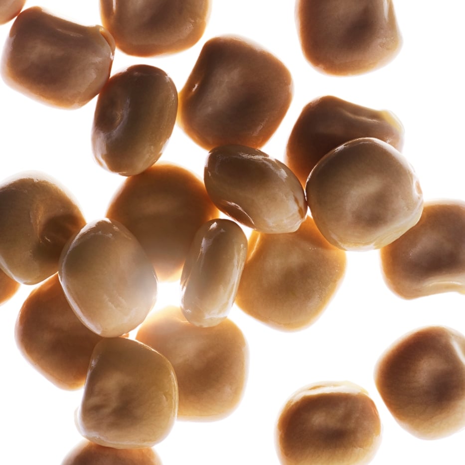 Lupino bianco-Estratto di lupino bianco bio-Hydrolyzed lupine protein