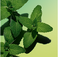 Menta