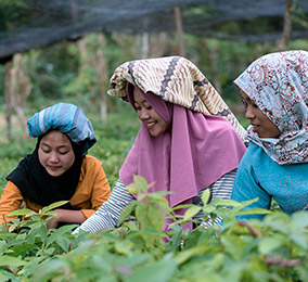 Foto di donne che lavorano nelle risaie