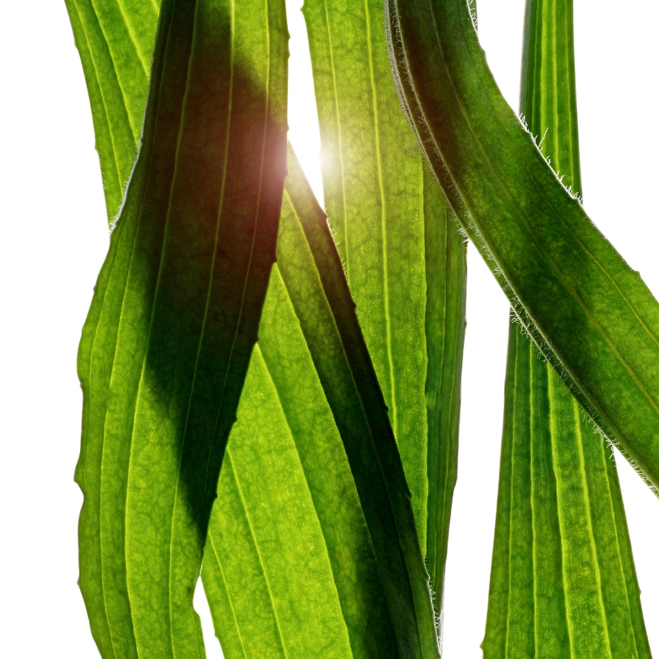 Piantaggine lanciuola-Estratto di piantagginelanceolata-Plantago lanceolata leaf extract