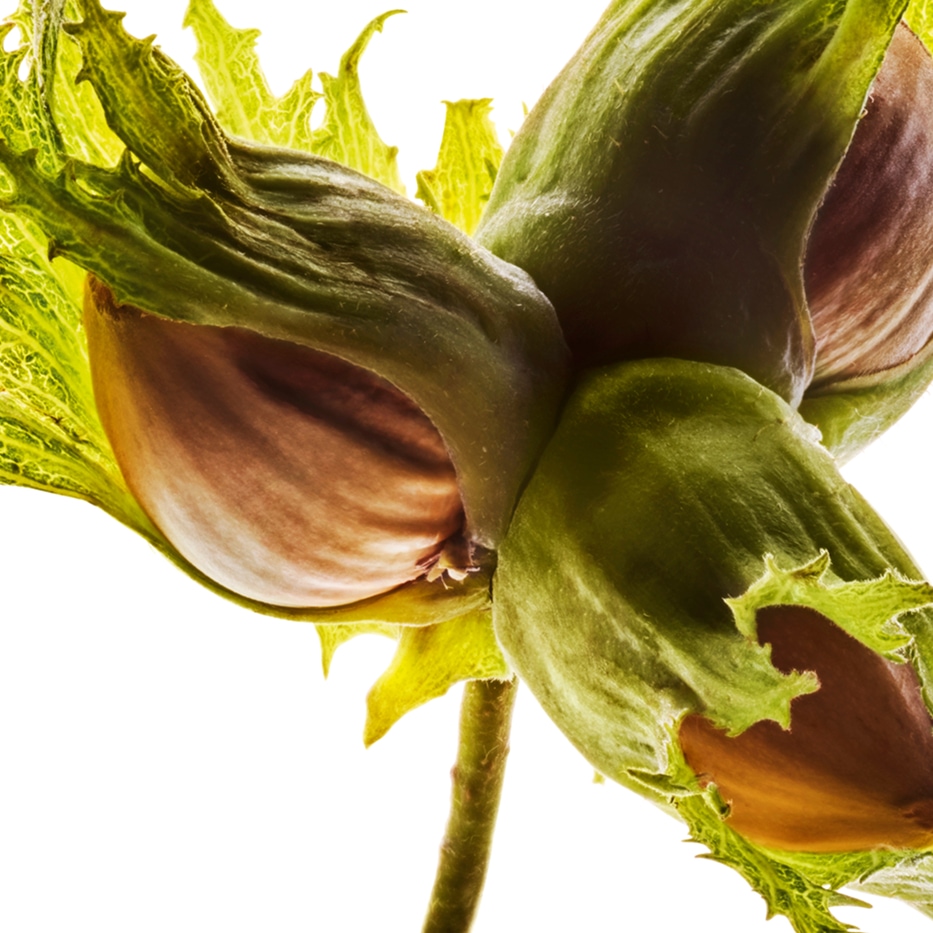 Nocciolo-Olio di nocciola-Corylus avellana (hazel) seed oil