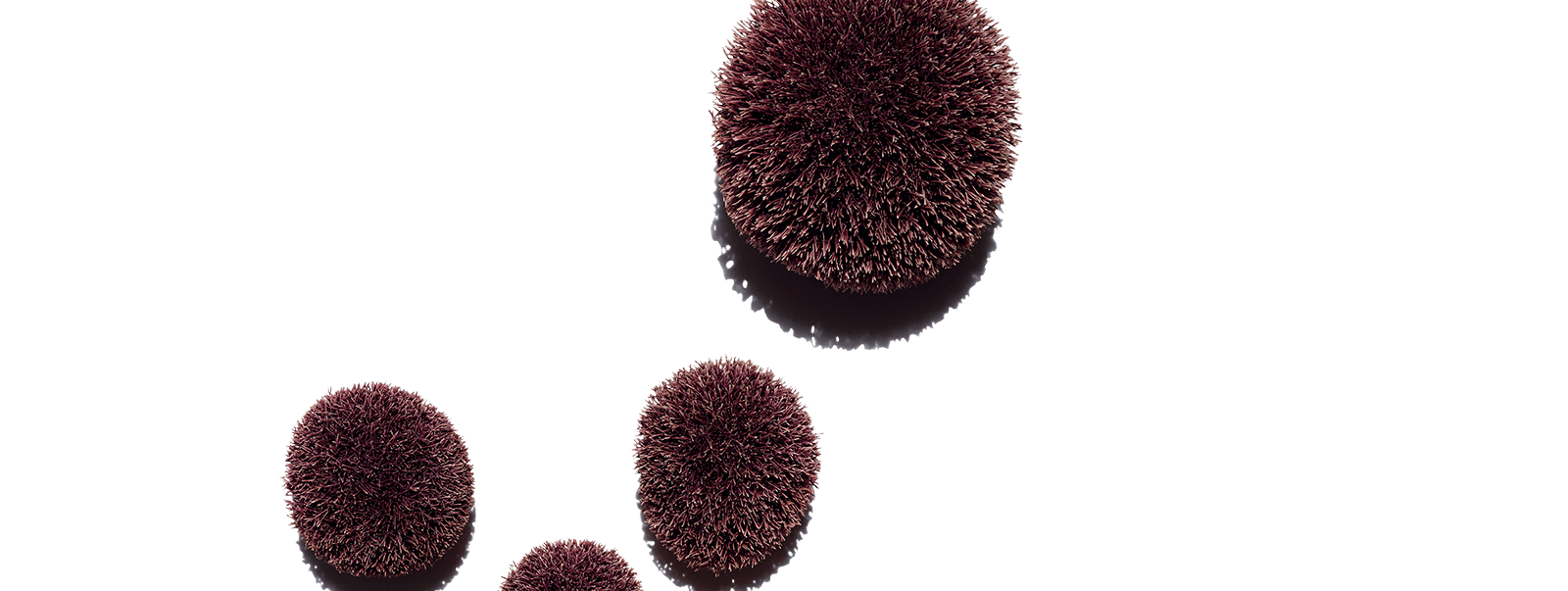 Red Jania Extract