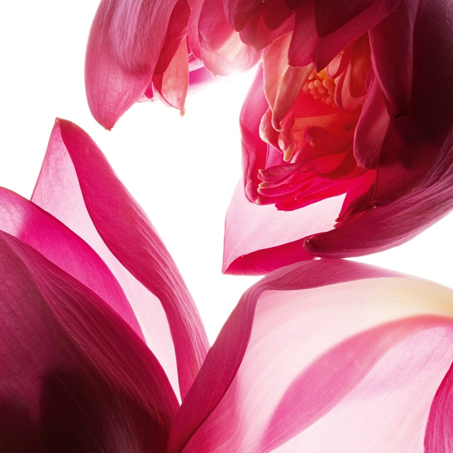 Loto-Estratto di loto-Nelumbo nucifera flower extract