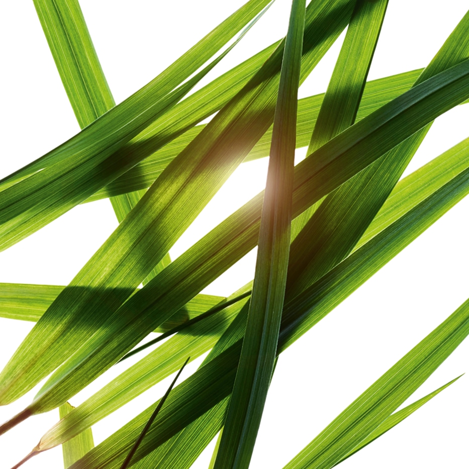 Erba del Bisonte-Estratto di erba del bisonte-Hierochloe odorata extract